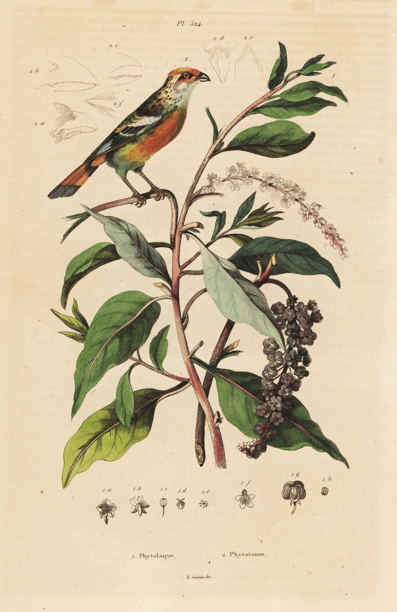 White-tipped plantcutter, Phytotoma rutile Phytolacca americana, American pokeweed بواسطة غير معروف