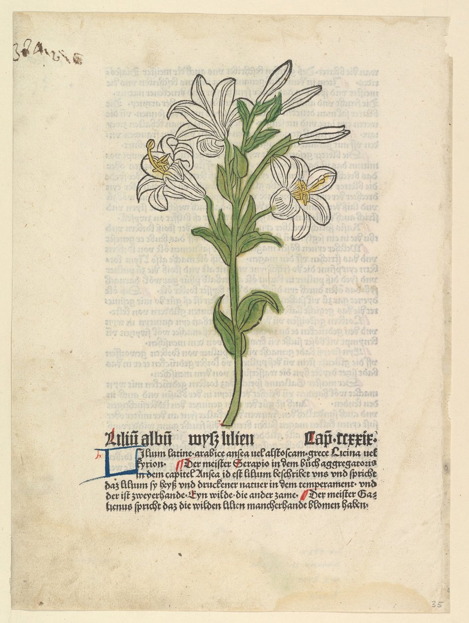 الزنبق الأبيض ، رسم توضيحي من Gart der Gesundheit Sch.4332 ، 28 مارس 1485. بواسطة غير معروف