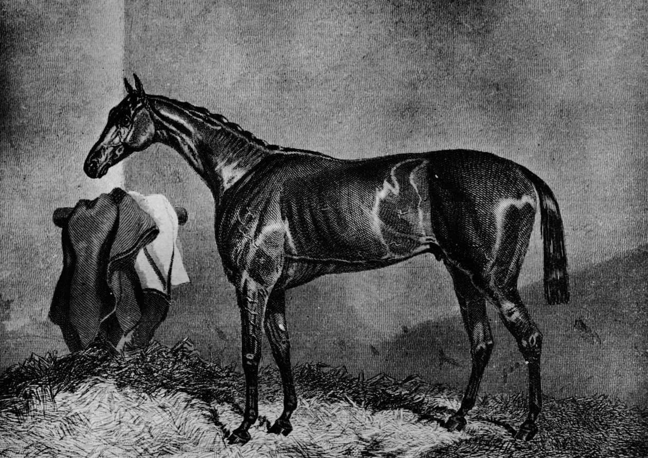 Wild Dayrell ، 1852-1870 ، 1911 بواسطة غير معروف