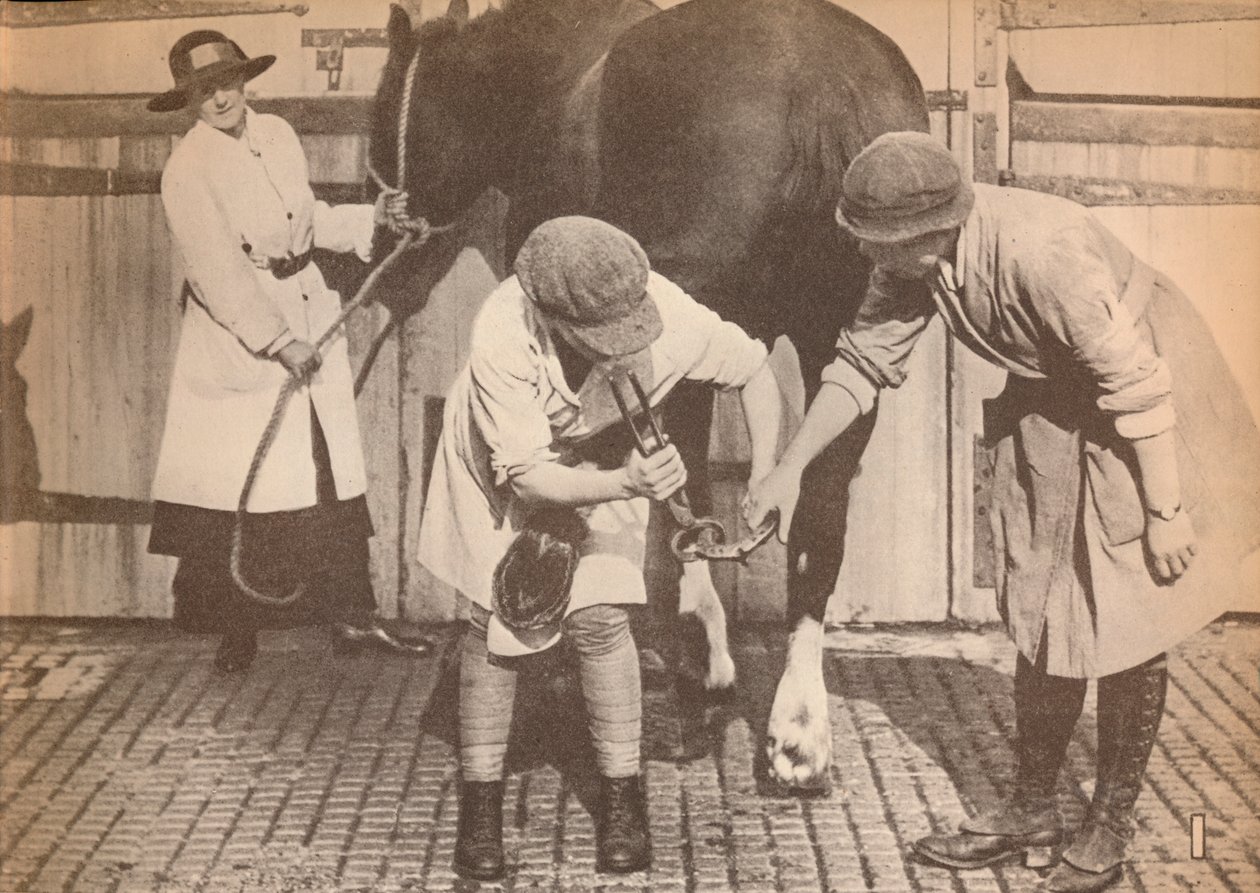 النساء كمهربات في مستشفى الخيول في شركة كبيرة من قواطع النقل ، c1916 ، 1935 بواسطة غير معروف