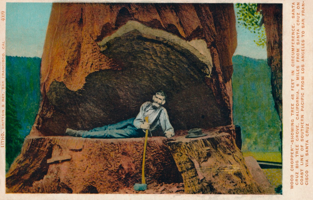 مفرمة خشب عرض شجرة 46 قدم في محيط. سانتا كروز Big Tree Grove ، كاليفورنيا ، 1909 بواسطة غير معروف