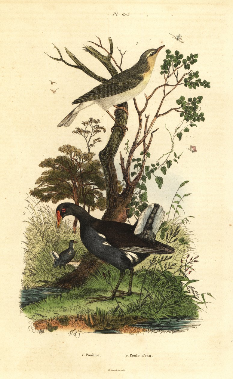 نقشارة الخشب ، Phylloscopus sibilatrix ، و moorhen ، Gallinula chloropus بواسطة غير معروف