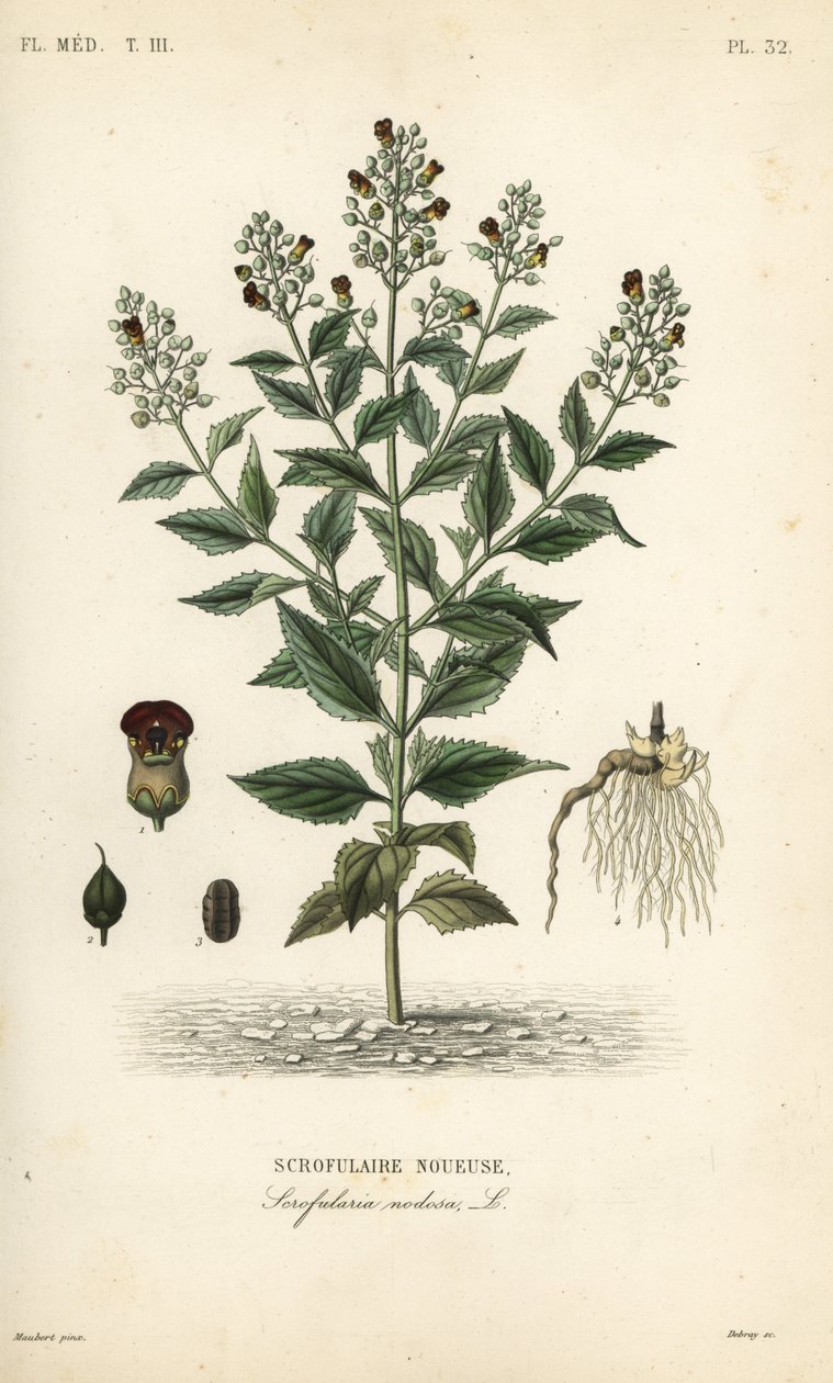 شجرة التين الخشبية ، Scrophularia nodosa ، Scrofulaire noueuse بواسطة غير معروف