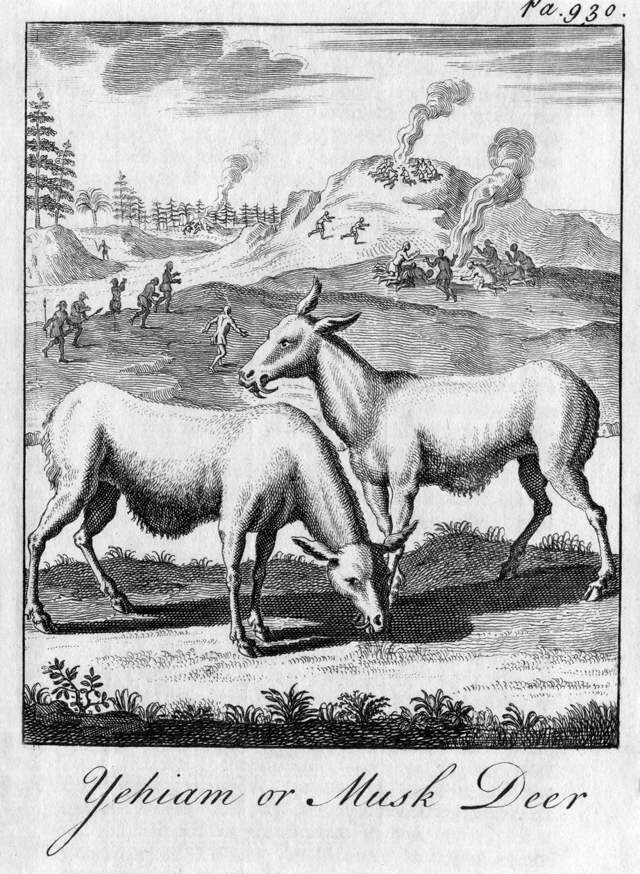 Yehiam أو Musk Deer ، القرن الثامن عشر بواسطة غير معروف