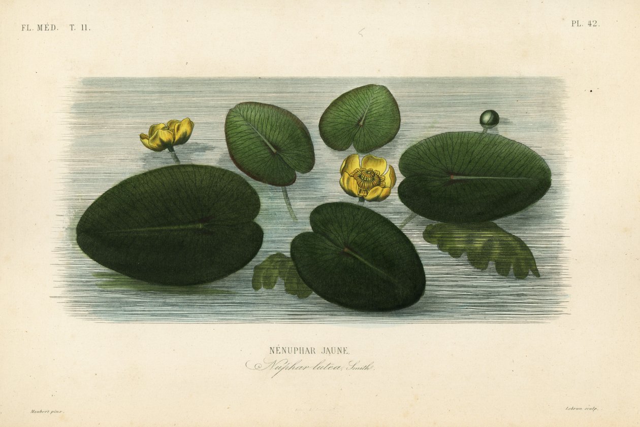 زنبق الماء الأصفر ، Nuphar lutea ، Nenuphar lutea ، Nenuphar jaune بواسطة غير معروف
