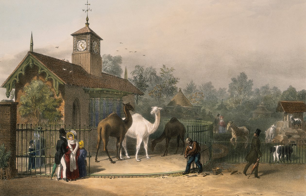 حدائق الحيوان ، ريجنت بارك ، مارليبون ، لندن ، 1835 بواسطة غير معروف
