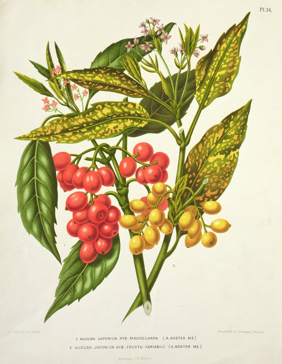 Aucuba japonica الهجين macrocarpa و Fructu varabili ، بواسطة A. Koster (القرن التاسع عشر) (طباعة) بواسطة غير معروف غير معروف