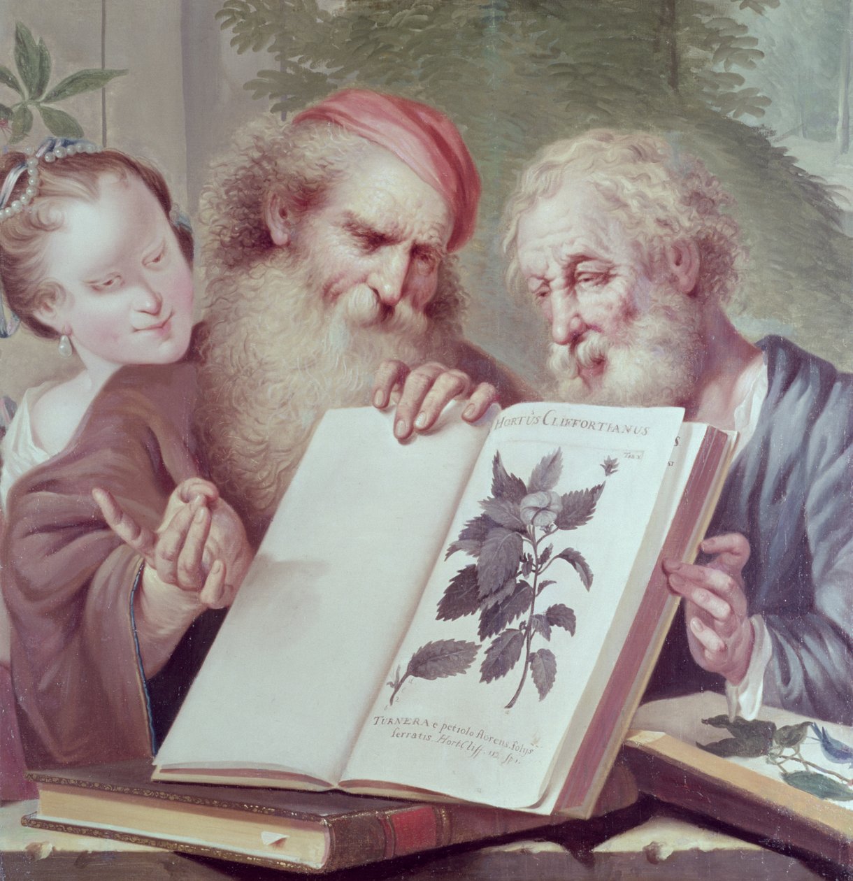 رسم توضيحي من Hortus Cliffortianus ، بواسطة Carl Linnaeus (1707-78) نشر أمستردام 1737-38 بواسطة غير معروف غير معروف