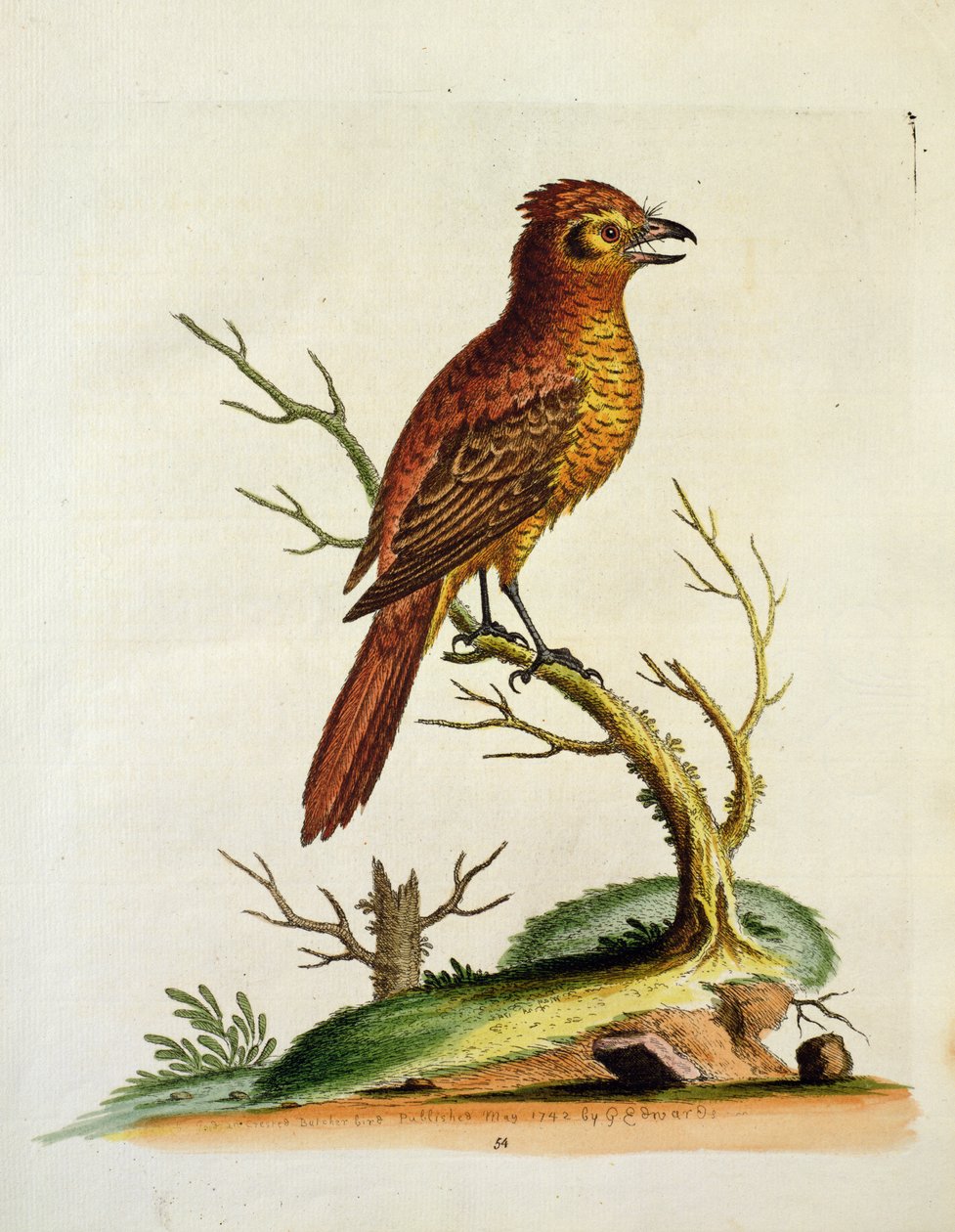 الهندي الكبير متشر Bulcher الطيور ، حانة. مايو 1742 بواسطة GE Inard بواسطة غير معروف غير معروف