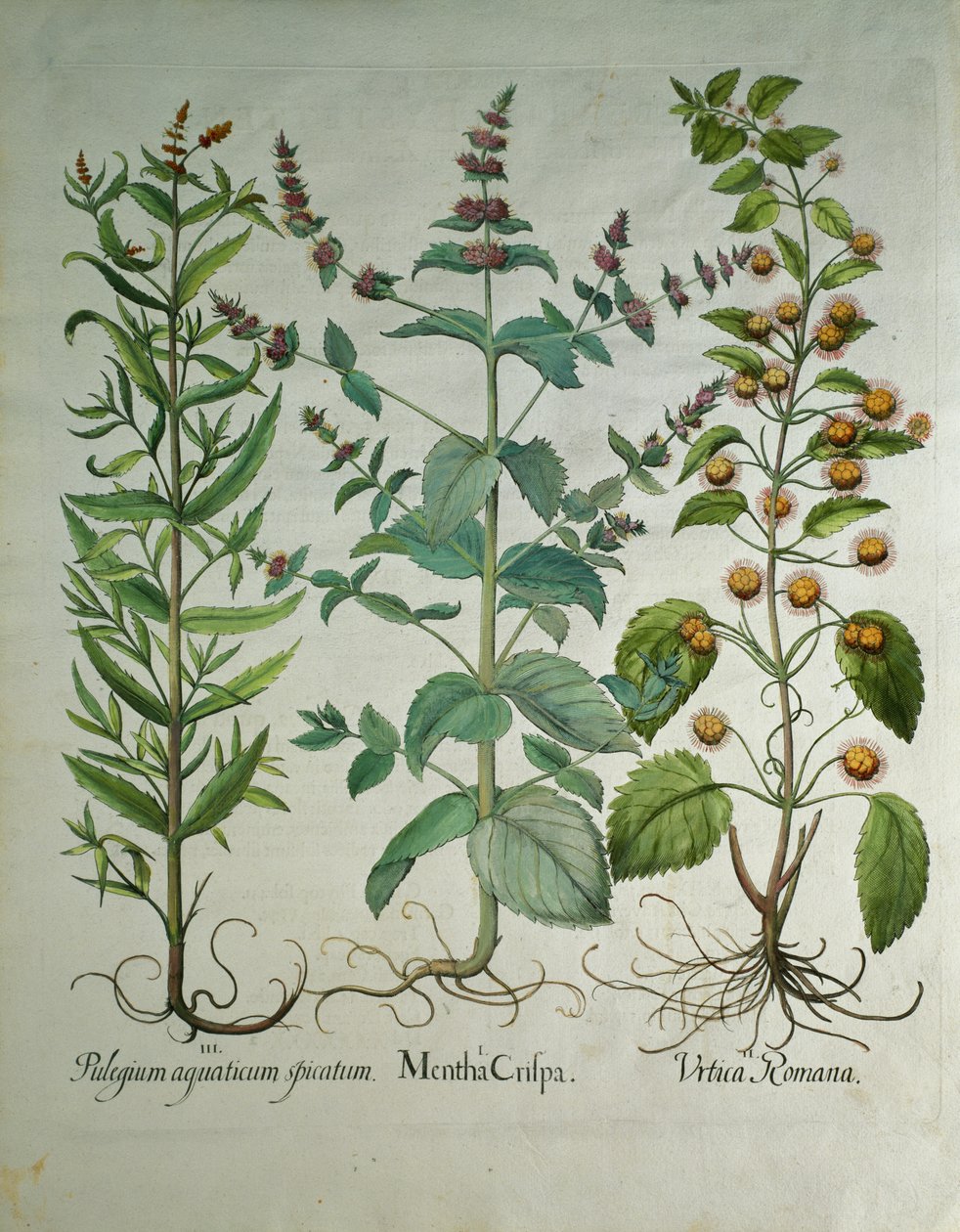 النعناع: Mentha crispa بواسطة غير معروف غير معروف