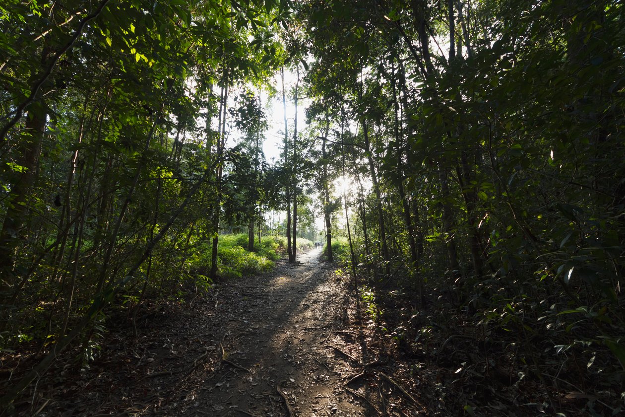 المسار في الغابة بواسطة Camp Leaky ، Tanjung Puting National Park ، وسط كاليمانتان ، بورنيو ، إندونيسيا بواسطة غير معروف غير معروف