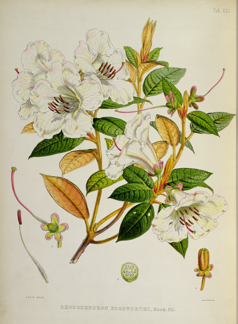 رودودندرون: Edgeworthi من `The Rhododendrons of Sikkim-Himalaya بواسطة JD Hooker 1849-51 بواسطة غير معروف غير معروف
