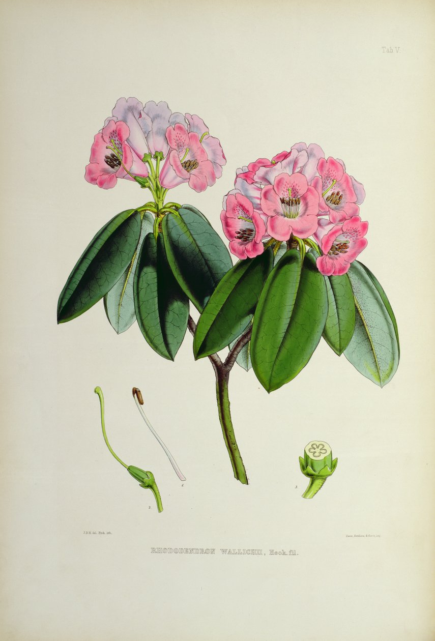 رودودندرون: Wallichii ، من `The Rhododendrons of Sikkim-Himalaya بواسطة JD Hooker 1849-51 بواسطة غير معروف غير معروف