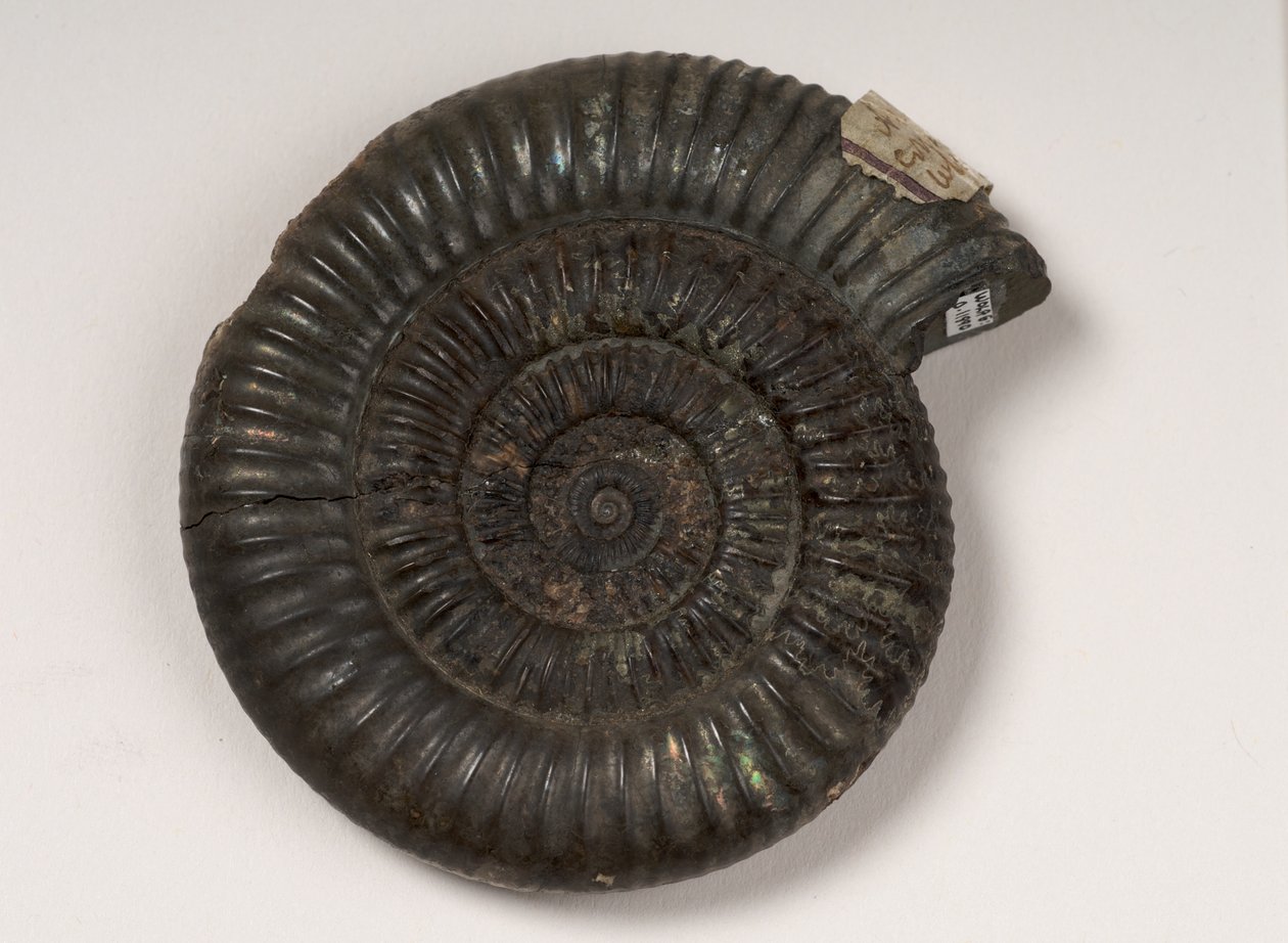 تم تحديد العموني الأحفوري باسم Dactylioceras sp. ، ما يقرب من 190 مليون سنة بواسطة غير معروف غير معروف
