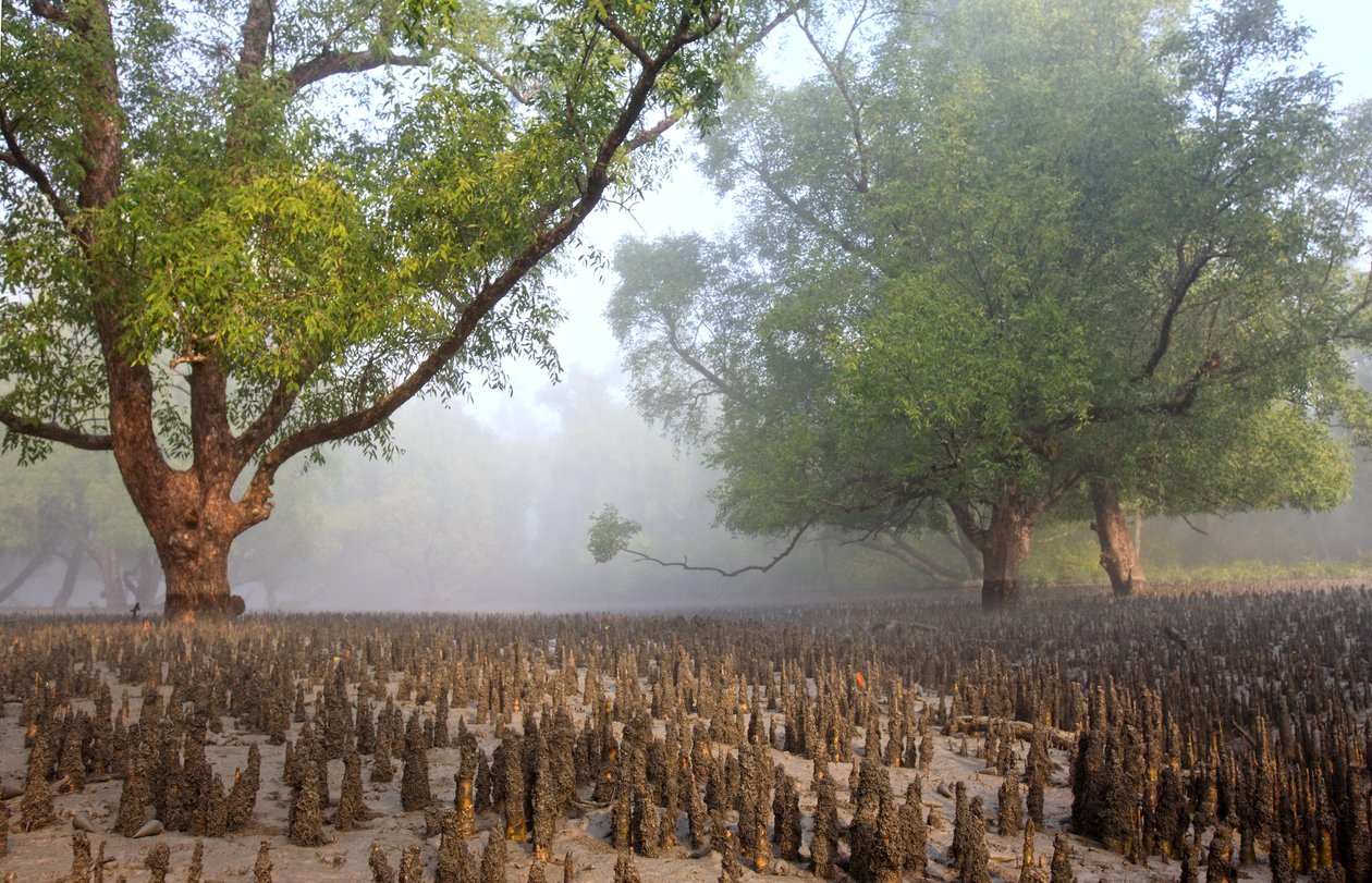 Sundarban بواسطة غير معروف غير معروف