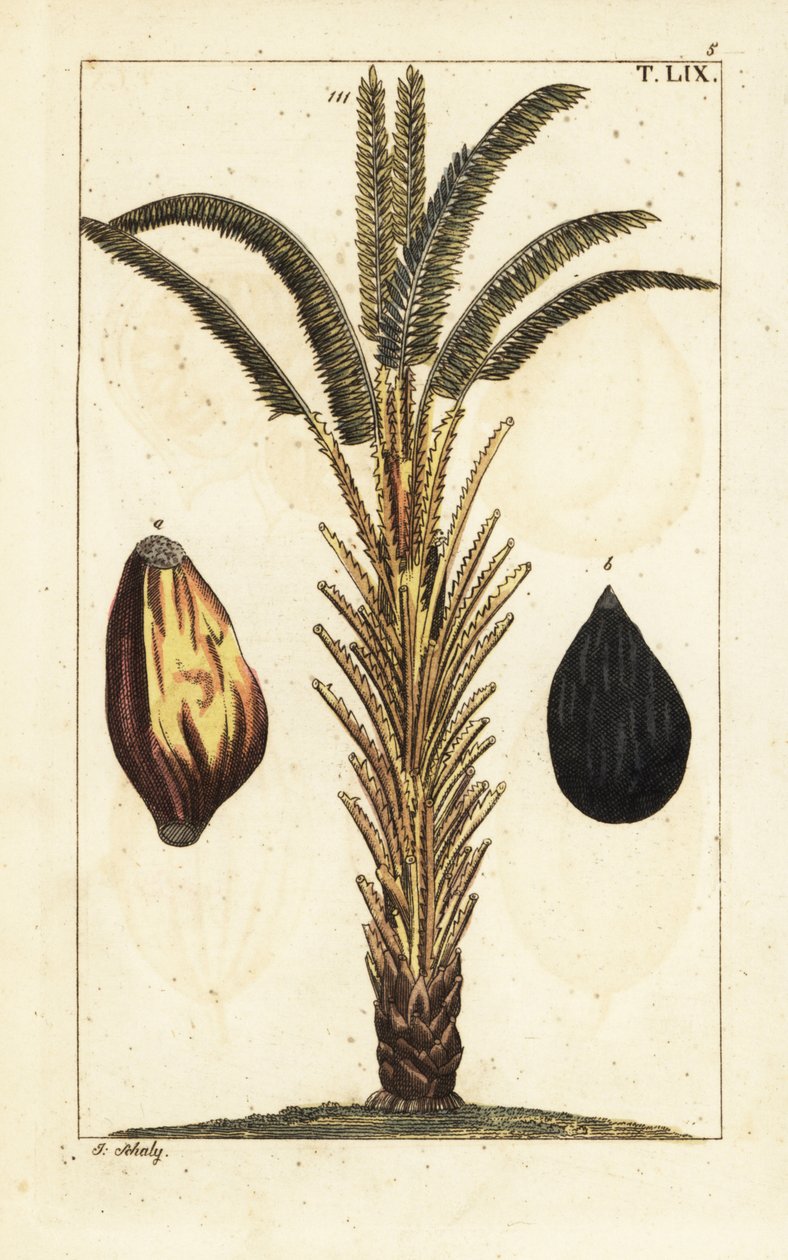 زيت النخيل الأفريقي مع الفاكهة ، Elaeis guineensis. بواسطة فنان غير معروف