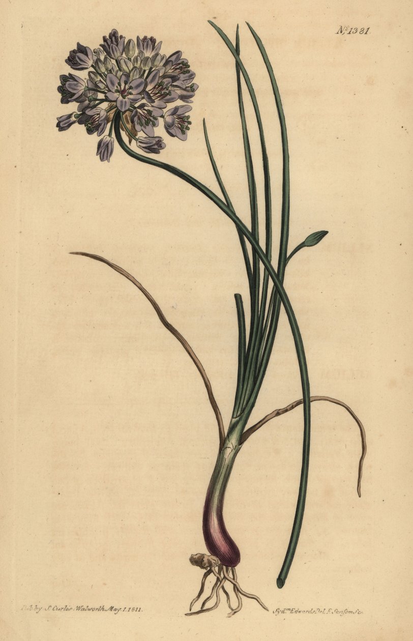 Allium stellerianum (ثوم جونكيل الأوراق بواسطة غير معروف