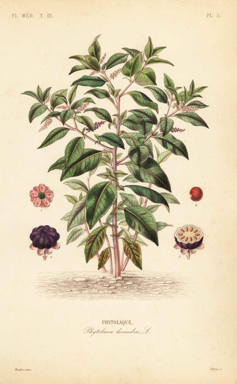 البوكويد الأمريكي ، Phytolacca americana ، Phytolacca decandra ، Phytolaque بواسطة غير معروف