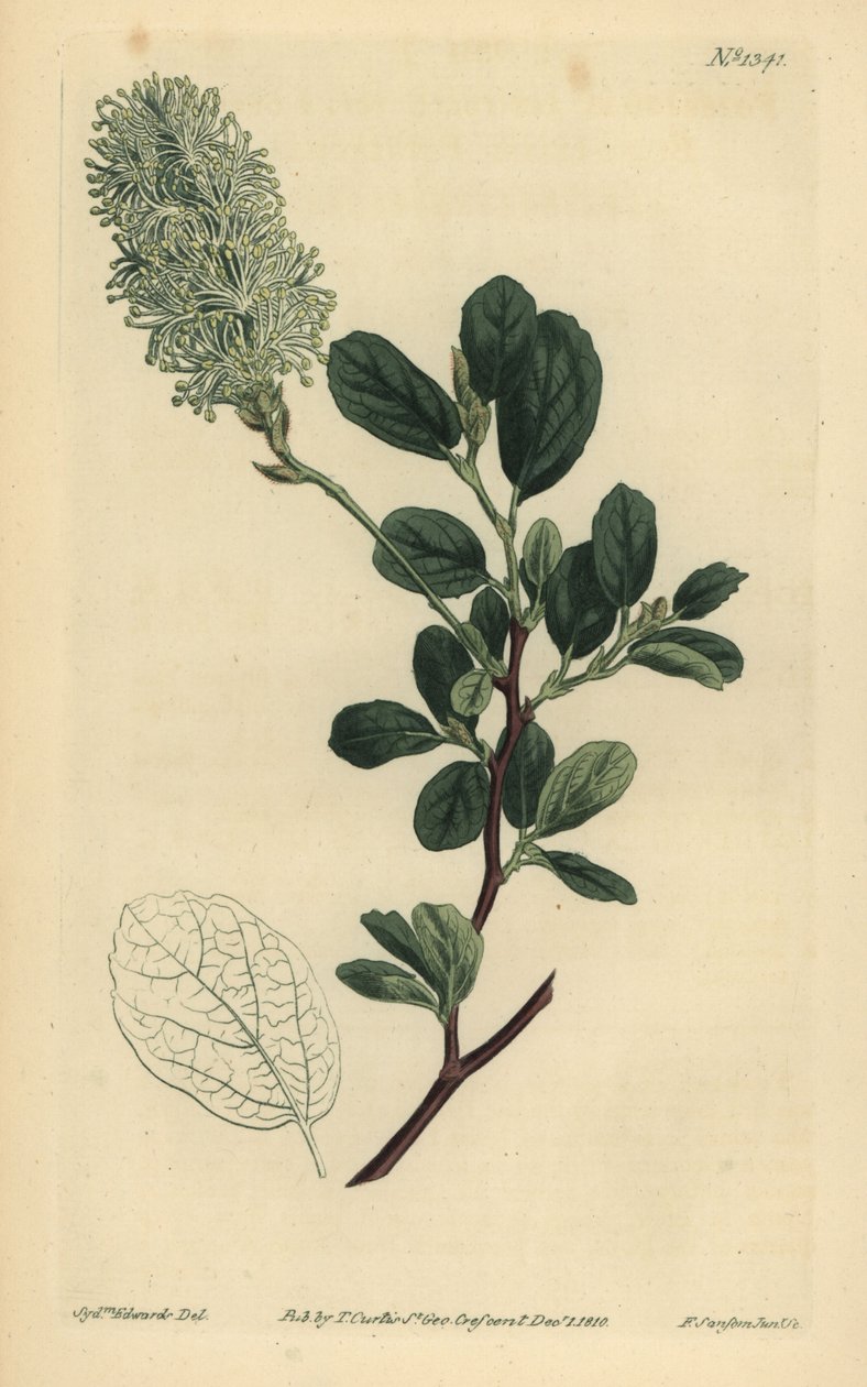 أمريكي wych Hazel ، Fothergilla gardenii (fothergilla بلانت الأوراق ، Fothergilla alnifolia obusa) بواسطة غير معروف