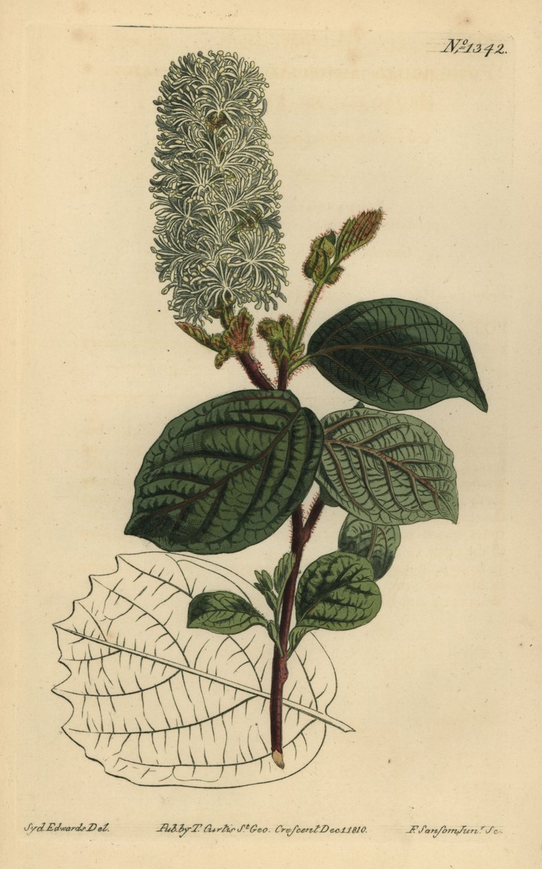 أمريكي wych Hazel ، Fothergilla gardenii (fothergilla عريضة الأوراق ، Fothergilla alnifolia major) بواسطة غير معروف