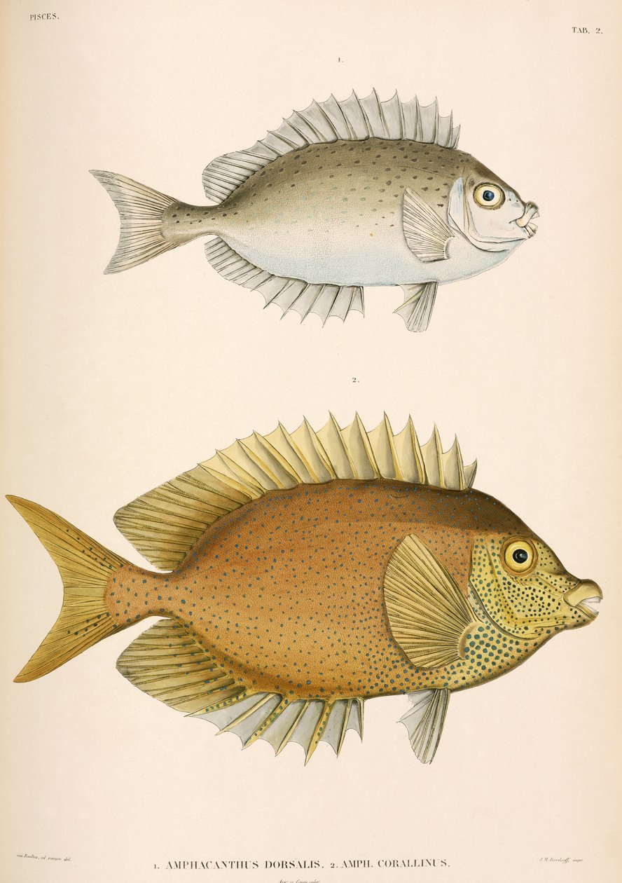 Amphacanthus dorsalis ، Amphacanthus corallinus ، إندونيسيا بواسطة فنان غير معروف