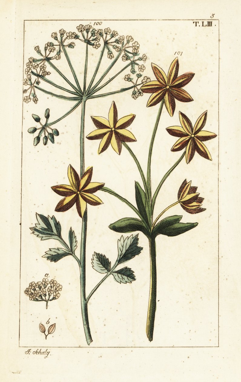 اليانسون أو اليانسون ، Pimpinella anisum. بواسطة فنان غير معروف