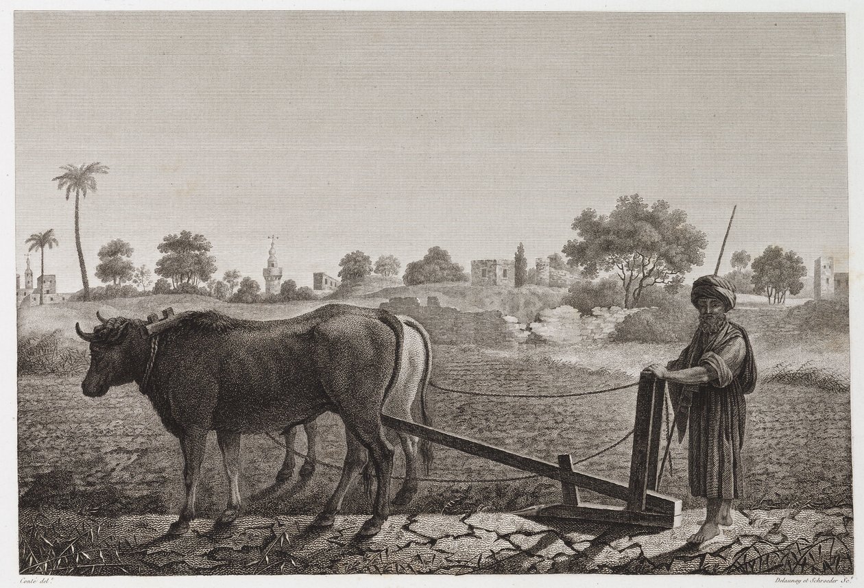 الزراعة الصالحة للزراعة ، الحرث ، الحرث بالثيران ، مصر ، عام 1798 بواسطة غير معروف