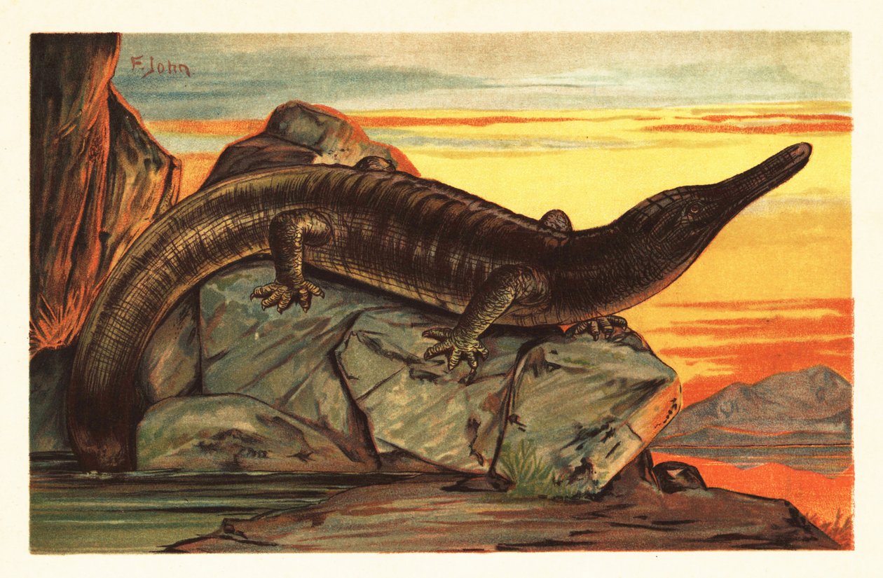 Archegosaurus decheni يتشمس على صخرة 1908 (طباعة حجرية) بواسطة فنان غير معروف