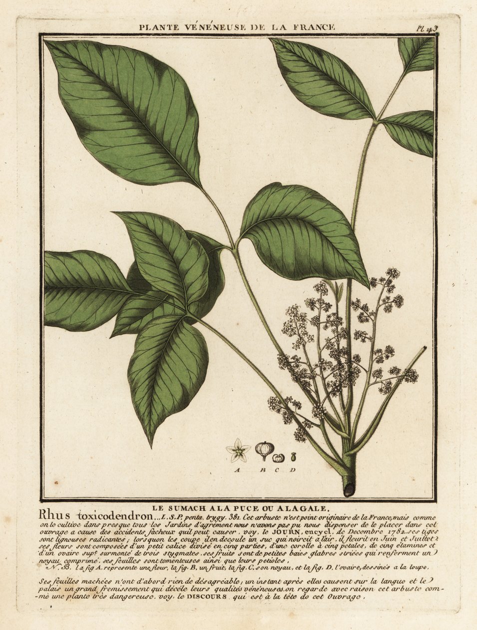 البلوط السام الأطلسي ، Toxicodendron pubescens. بواسطة فنان غير معروف