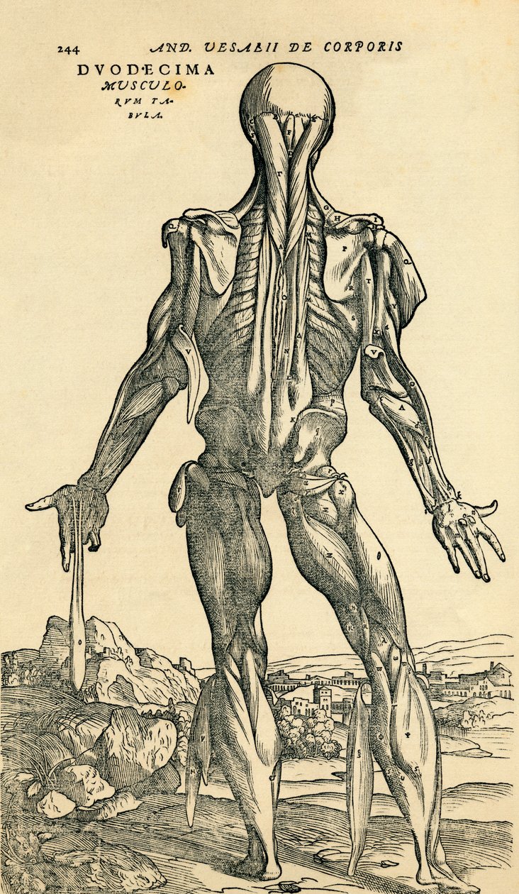 Back of male human body, an anatomical study originally published in De Humani Corporis Fabrica Libri Septem (On the fabric of the human body in seven books) by Andreas Vesalius, published Basel بواسطة غير معروف