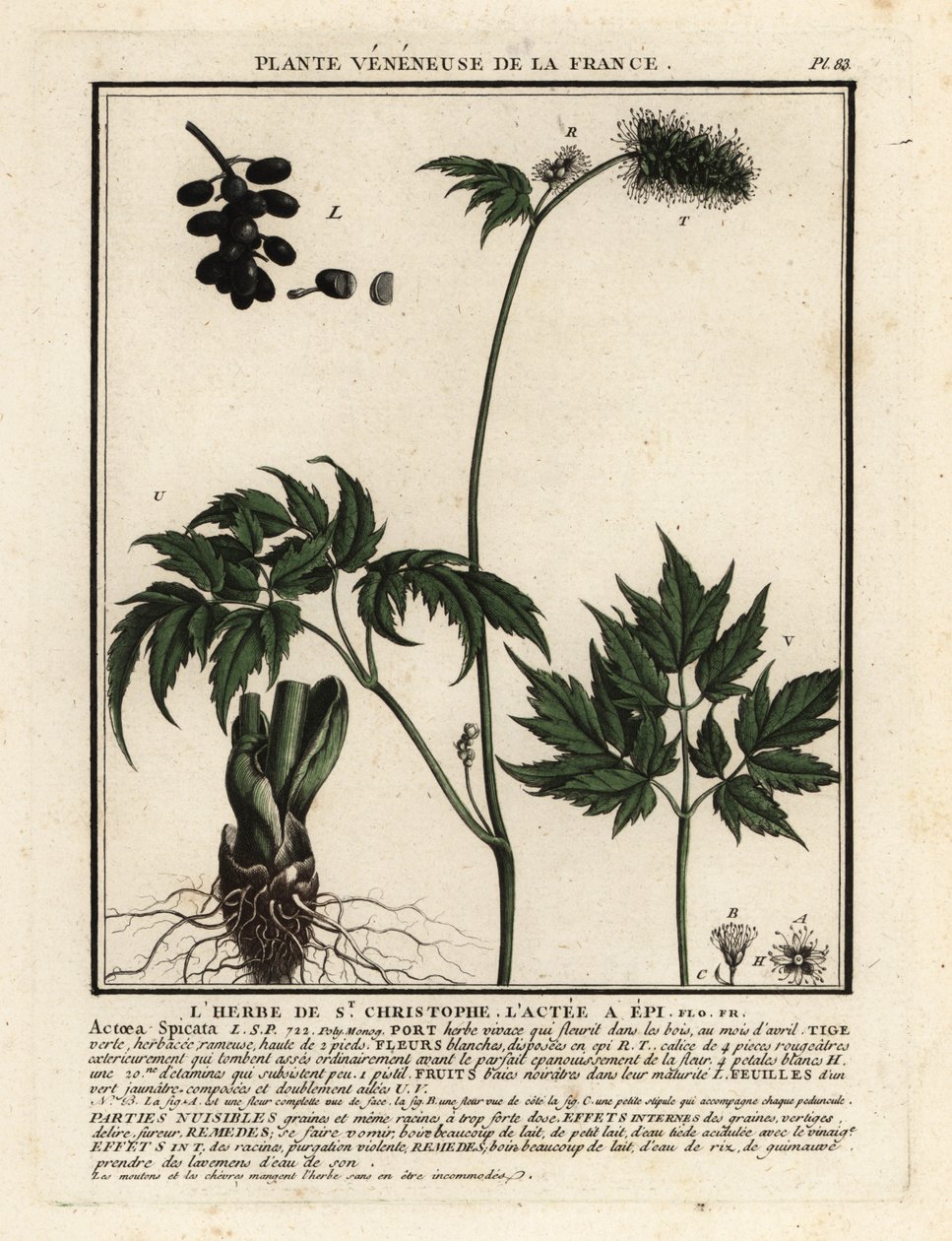 Baneberry ، Actaea spicata. بواسطة فنان غير معروف