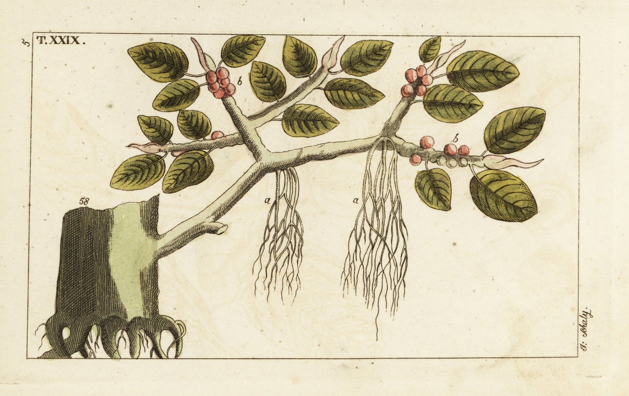 شجرة التين بانيان ذات الجذور الهوائية ، Ficus benghalensis. بواسطة فنان غير معروف