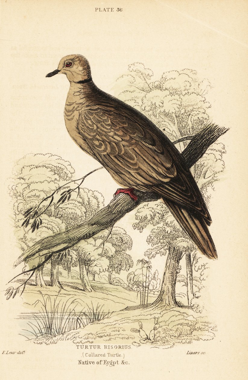 الحمامة البربرية ، Streptopelia risoria. 1889 (نقش) بواسطة فنان غير معروف