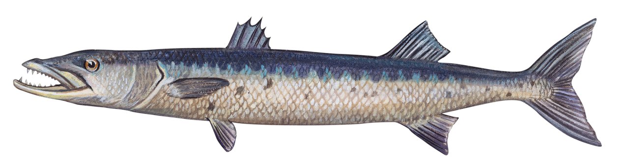 باراكودا - البراكودا العظمى (Sphyraena barracuda) بواسطة فنان غير معروف