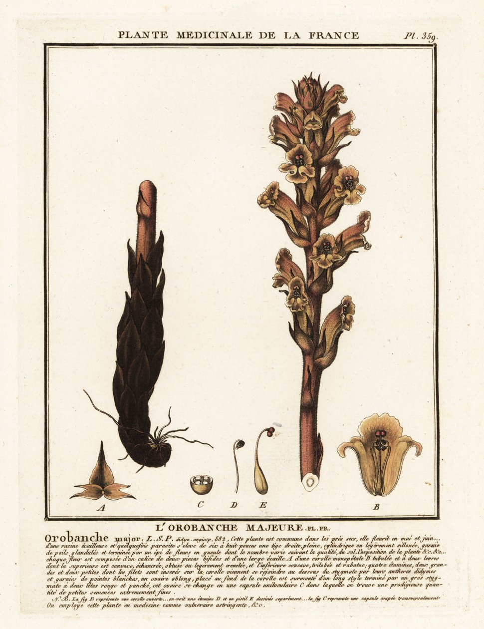 مكنسة السرير Orobanche caryophyllacea. بواسطة فنان غير معروف