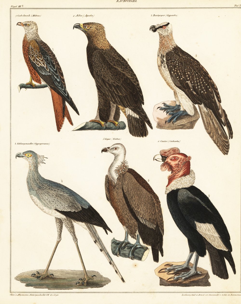 الطيور الجارحة ، 1841 (طباعة حجرية) بواسطة فنان غير معروف
