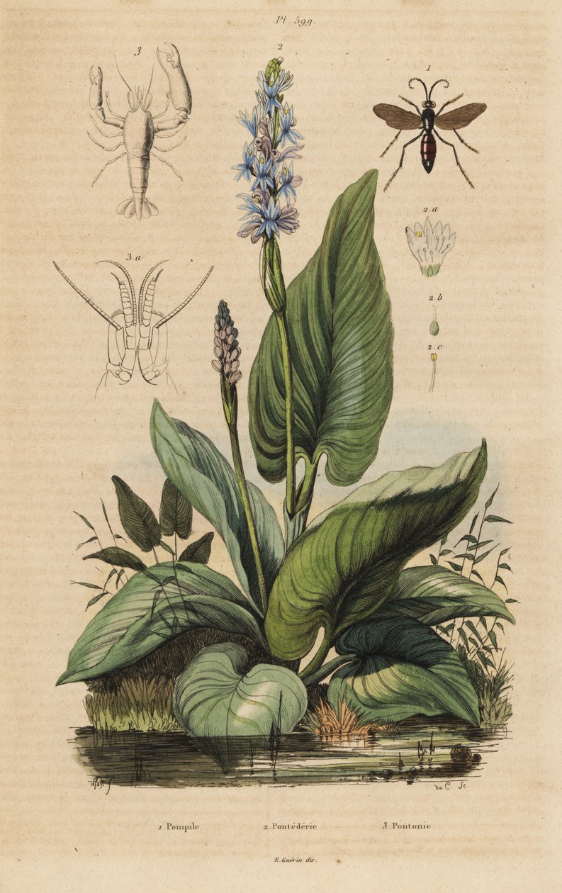 دبور العنكبوت الأسود ، Anoplius viaticus 1 ، pickerelweed ، Pontederia cordata 2 ، والروبيان الحارس ، Anchistus custos 3 بواسطة غير معروف