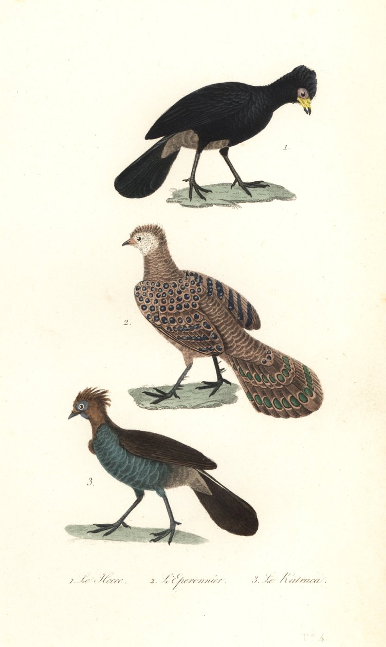 كوراسو أسود ، طاووس رمادي ، طائر الدراج و chachalaca. بواسطة فنان غير معروف