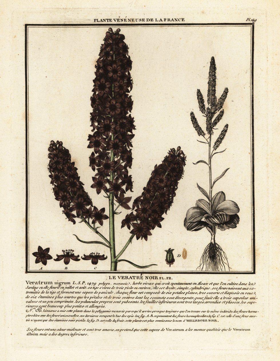 خربق أسود كاذب ، Veratrum nigrum. بواسطة فنان غير معروف