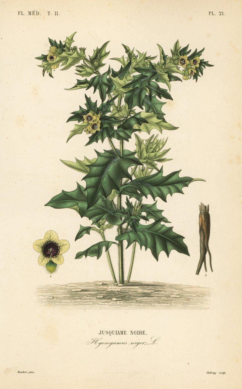 الهنبان الأسود أو الباذنجان النتن ، Hyoscyamus niger ، Jusquiame noire بواسطة غير معروف