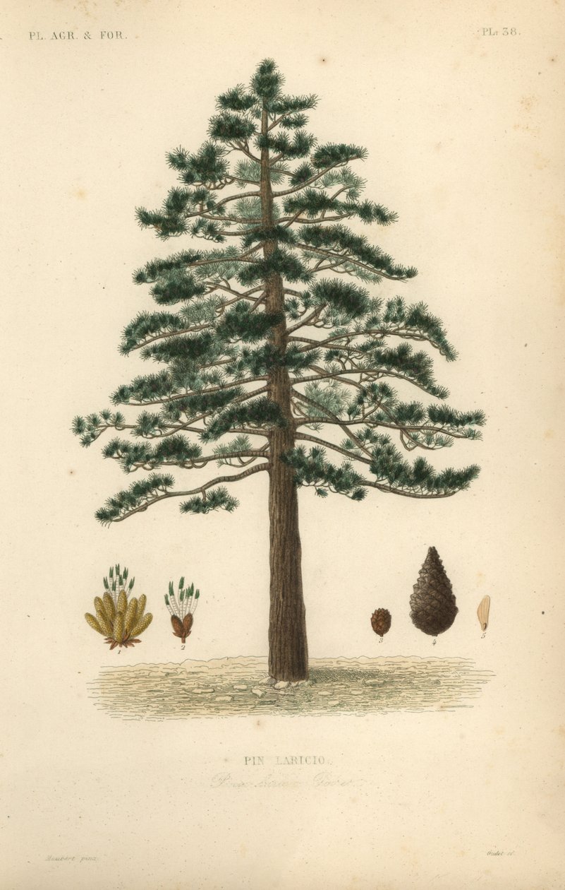 الصنوبر الأسود أو الصنوبر النمساوي ، Pinus nigra subsp بواسطة غير معروف