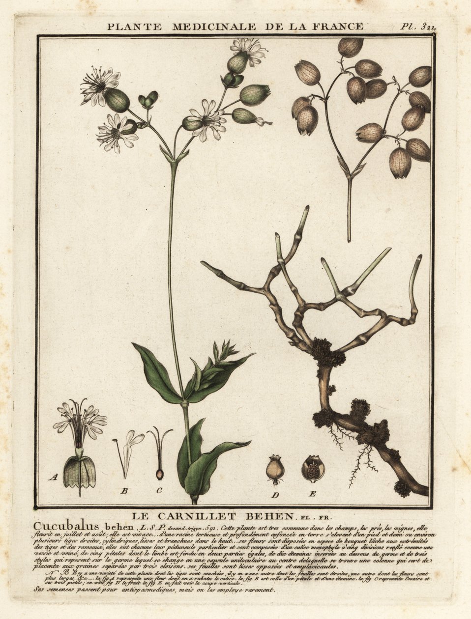 مزرعة المثانة ، Silene vulgaris. بواسطة فنان غير معروف