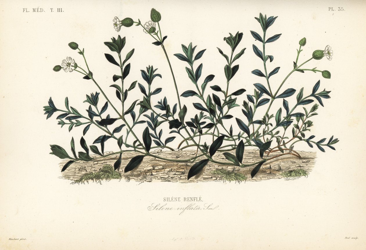 مزرعة المثانة ، Silene vulgaris ، Silene inflata ، انتفاخات Silene بواسطة غير معروف