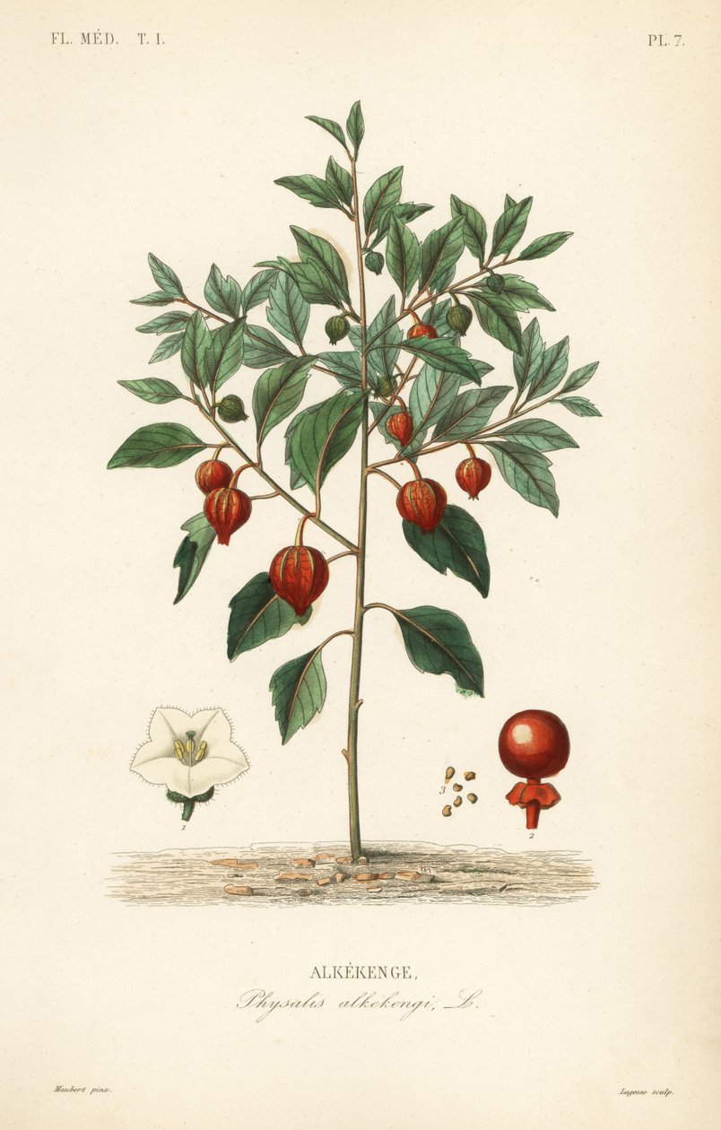 مثانة الكرز أو الفانوس الصيني ، Physalis alkekengi ، Alkekenge بواسطة غير معروف
