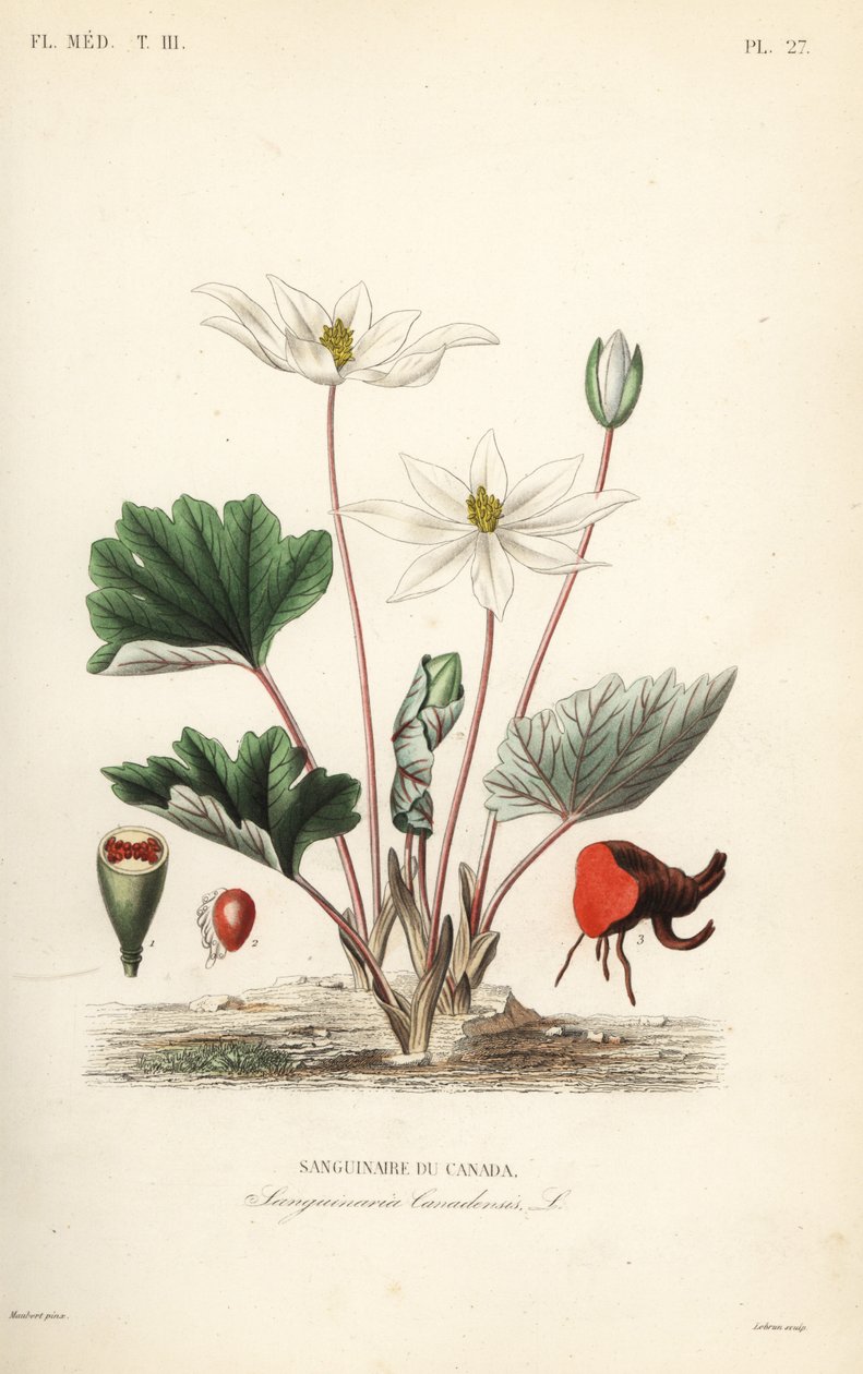 Bloodroot ، Sanguinaria canadensis ، جذر الدم الكندي بواسطة غير معروف
