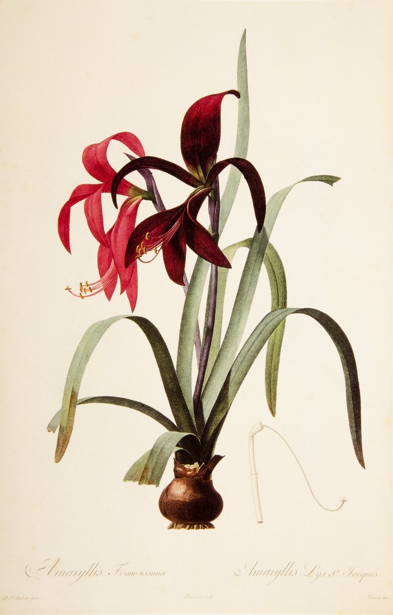 الإحباط القاري / Redoubt / Sprekelia formosissima / Saint James Lily / Jacobean Lily بواسطة فنان غير معروف