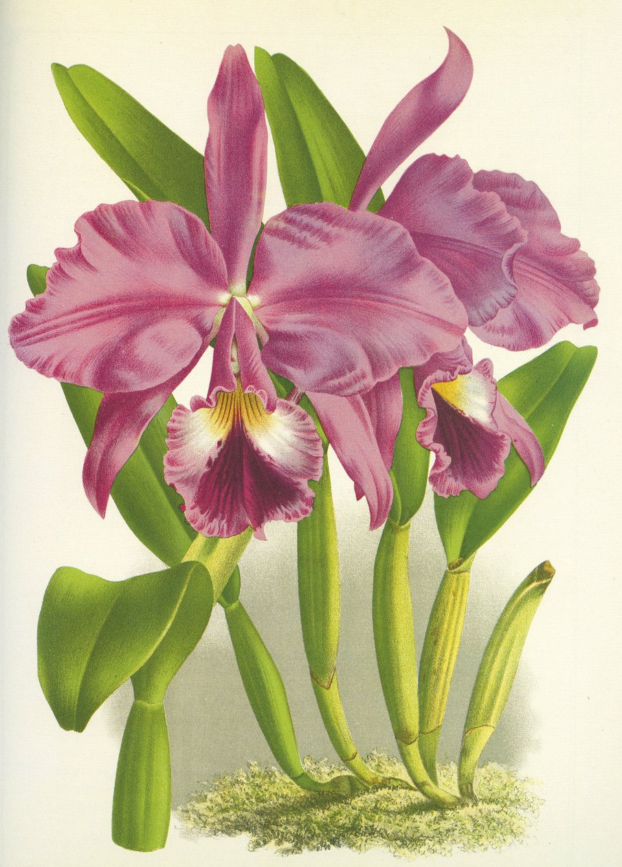 لوح نباتي / Cattleya labiata var. Autumnalis / Lindenia بواسطة غير معروف