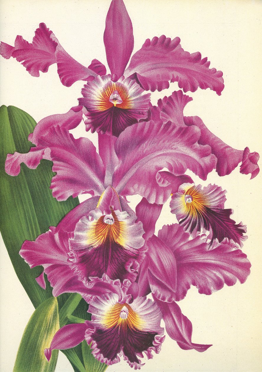 لوح نباتي / Cattleya labiata var. بيرفيكتا / ليندينيا بواسطة غير معروف