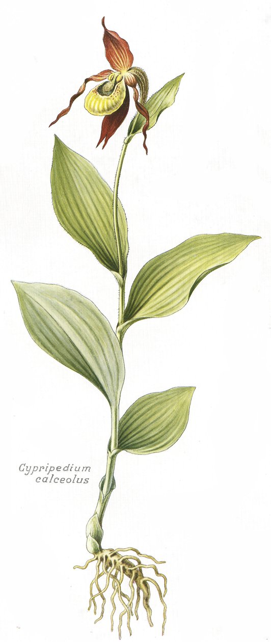 لوح نباتي / Cypripedium calceolus / حافر فينوس بواسطة غير معروف