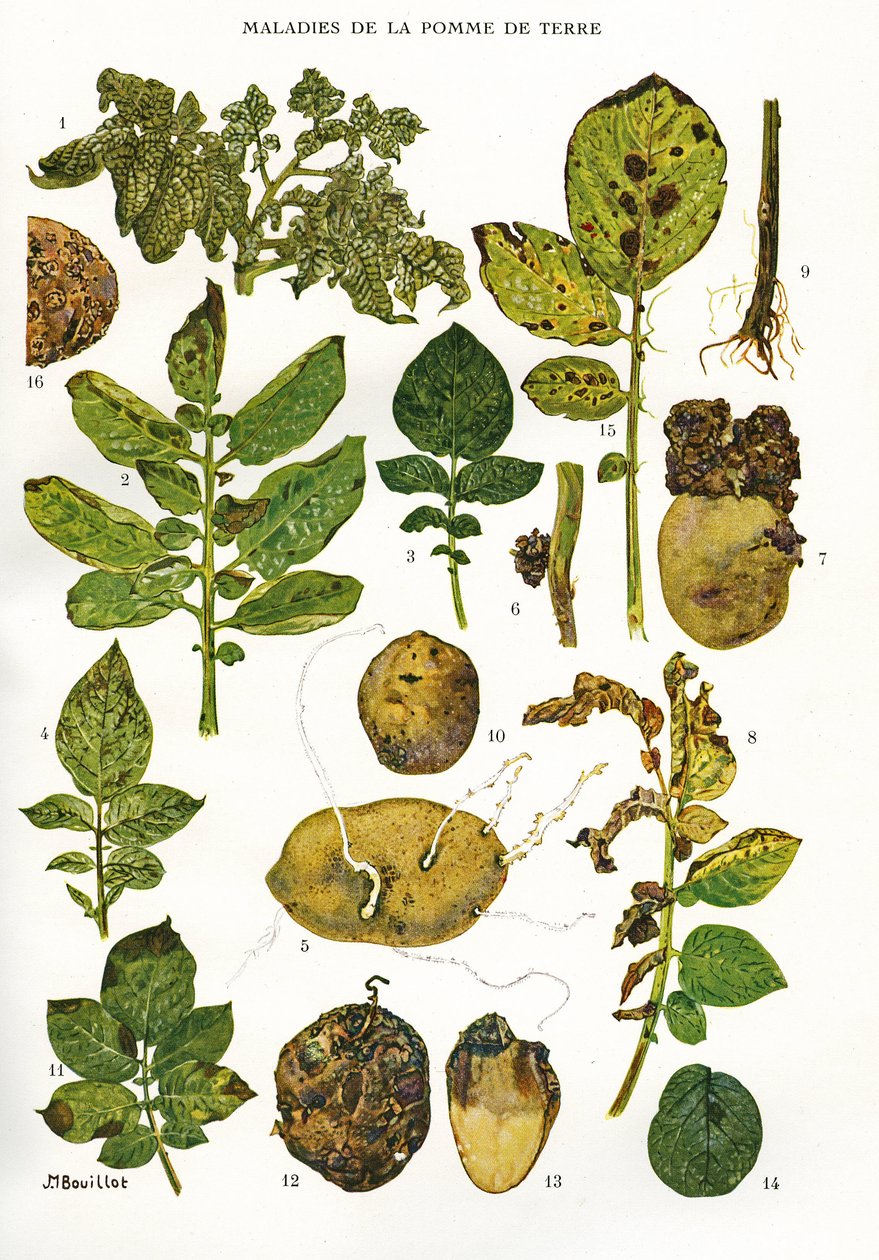 لوح نباتي / أمراض البطاطس / Solanum tuberosum بواسطة غير معروف